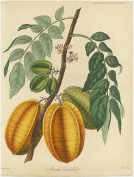 Image result for Averrhoa carambola