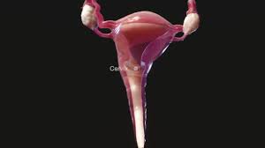 The internal sex organs are the uterus, fallopian tubes, and ovaries. Female Internal Genital Organs Women S Health Issues Merck Manuals Consumer Version