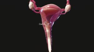 Understand the differences in male/female internal duct develpoment. Female Internal Genital Organs Women S Health Issues Merck Manuals Consumer Version