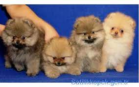 teddy bear pomeranian boo yavrulari taylanddan gelmistir teddy bear yavru kopek kopek