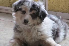 These mini australian shepherd puppies are sure to melt your heart! Blue Merle Australian Shepherd Forsale Minnesota