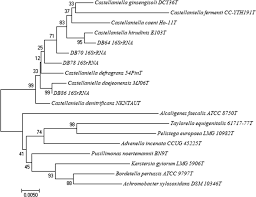 Ea desktop closed beta download link. The Applicability Of Gene Sequencing And Maldi Tof To Identify Less Common Gram Negative Rods Advenella Castellaniella Kaistia Pusillimonas And Sphingobacterium From Environmental Isolates Springerlink