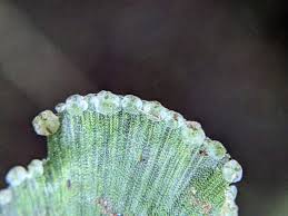 Image result for Didymoglossum