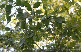 Image result for Maytenus undata