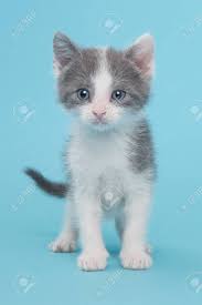 Ich verkaufe eine kleine babykatze aus einem gepflegten haushalt. Nette Stehen Graue Und Weisse Baby Katze Die Kamera Auf Einem Blauen Hintergrund Mit Blick Auf Lizenzfreie Fotos Bilder Und Stock Fotografie Image 59819882