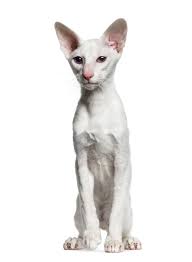 It has added white to its. Orientalisch Kurzhaar Weiss Katzen Informationen Zu Den Bienenarten