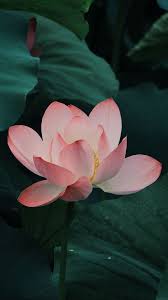 Bloom Leaves Lotus Flowers Wallpaper Lockscreen Mobile Android Ios Infinitywallpaper Infinity Wallpaper Flowers Real Nature