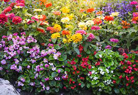 How to decide what you should be planting in your garden for your most productive season yet. What To Plant In My Garden Squire S Garden Centres