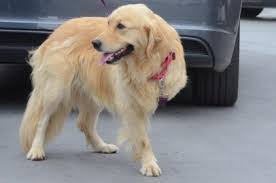 Golden retriever is one of the most popular dog breeds in the u.s. Golden Rescue Air Canada And Ontario Animal Rescue Group Celebrate Arrival Of 100th Golden Retriever Ruffugee From Istanbul Turkey