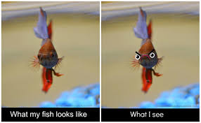 For The Love Of Nerds And Donuts Ah My Little Nova Lol Funny Animals Funny Animal Memes Funny Animal Pictures