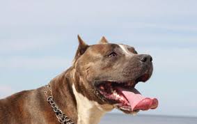 Pitbull — слушать песни онлайн. Learn About The American Pitbull Terrier Dog Breed From A Trusted Veterinarian