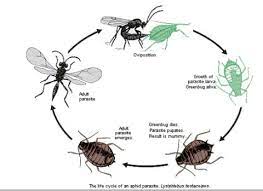 Biological pest control relies on predator versus prey, parasitism, herbivore, or other natural ways to keep the natural order and balance. Biological Control Of Insect Pests In Wheat What Is Biological Control