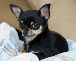 Chihuahua Cabeza De Venado Negro Como Es Y Como Cuidarlo