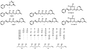 Image result for Cryptocarya liebertiana