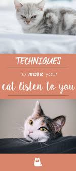How Do I Make My Cat Listen To Me Useful Tips Cat Training Cats Kitten Care
