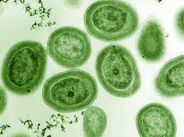 File Prochlorococcus Marinus 2 Jpg Wikimedia Commons