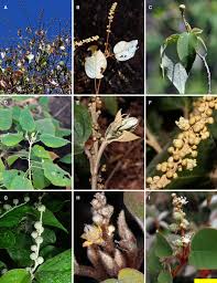 Image result for Paranecepsia alchorneifolia