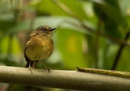 Image result for Dolichos pseudocajanus