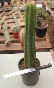 How To Propagate Your San Pedro Cactus Cactus Care Cactus Cactus Flower