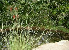 Image result for Eragrostis rogersii