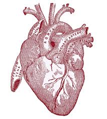 We did not find results for: 6 Anatomical Heart Pictures The Graphics Fairy