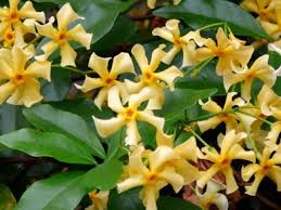 Climbers (as known as creeper plants) can change the entire look of a fence, pergola or archway too. Trachelospermum Star Of Toscane Yellow Star Jasmine Hopes Grove
