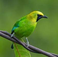 Foto Burung Cucak Hijau Pet Birds Animals Beautiful Birds