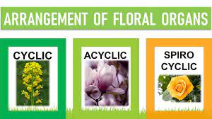 Classification of flowers based on position of ovary. Classification Based On Position Of Ovary Lecture 7 Agricare As Youtube
