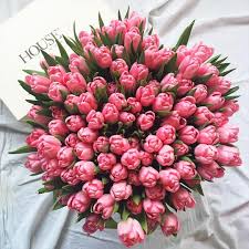 24k 1 5 Astuces Pour Eloigner Les Chats Des Plantes Vous En Avez Ras Le Bol Que Votre Chat Gratte Dans Vos Plante Fleurs De Mai Offrir Des Fleurs Tulipes Roses