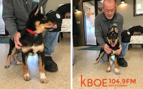 However, with the right family, heaven heeler australian shepherd mix will certainly beam. Sarge The German Australian Shepherd Mix Kboe 104 9fm Hot Country