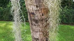 Check spelling or type a new query. Improper Irrigation Of Palm Trees Will Cause Trunk Rot Youtube