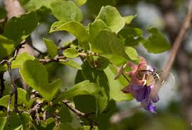 Image result for Karomia tettensis