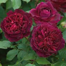 I grouped several fragrances together so that we cover more rose fragrances than normal. The Most Fragrant Roses For Your Garden Hgtv