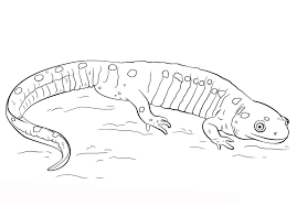 Plus, it's an easy way to celebrate each season or special holidays. Spotted Salamander Coloring Page Free Printable Coloring Pages For Kids