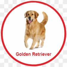 Here is an update on our upcoming light blonde litter of pups (click here). Golden Retriever Png Transparent Golden Retriever Png Png Download 640x960 2525572 Pngfind