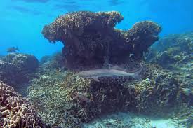 New publication: Ashmore Reef and the case of the disappearing sea snakes