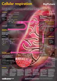 Use these colorful displays to help children learn the alphabet, shapes, colors, life cycles, letter sounds and more! Free Anatomy Posters Download Anatomical Poster