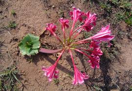Image result for Crinum stuhlmannii