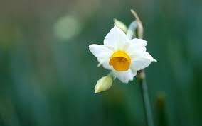 White Daffodil Wallpapers Pictures Photos Images