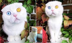 Wild cat eyes in darkness. Ol Blue And Yellow Eyes Gorgeous Cat Has Completely Different Coloured Eyes Daily Mail Online