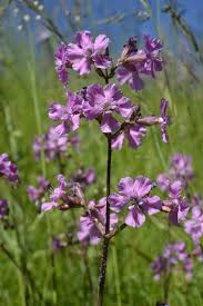 Image result for Silene abyssinica