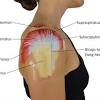 Shoulder joint is formed by a group of ligaments that connect humerus to glenoid. 3
