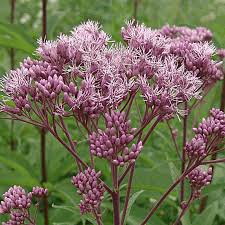 This plant easily grows up to 7 feet in shady woodland and savannah settings. Joe Pye Weed Wildflower Seeds Everwilde Farms
