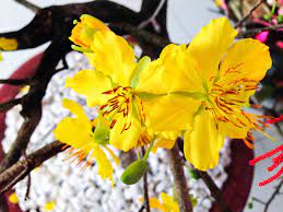 Many prefer planting in the fall because the trees can put all of their energy into establishing their roots rather than growing foliage. Blooming Yellow Apricot Blossoms In 2021 Apricot Blossom Beautiful Flowers Blossom