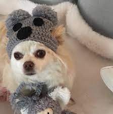 Koala Beanie