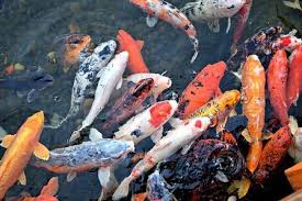 Koi Fish Care Theultimatehobbies Koi Fish Care Aquarium Fish Fishtank Sea Reef Ocean Water Nature Photog Teichmuschel Gefullter Fisch Koi