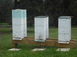We all know bees are in trouble, so we have set out to provide both the supplies and education a new beekeeper needs in order to get started with their own bee saving mission. Backyard Beekeeping For Aussies The Ultimate Beeginner S Guide