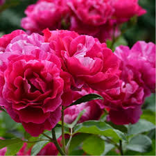 Rosier Guy Savoy Delstrimen Rosier Georges Delbard Flowers Flower Garden Rosie