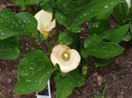 They will burn in full sun, so be mindful when choosing a spot. Transplanting Calla Lilies How To Transplant Calla Lilies Outside Lily Plants Calla Lily Flowers Calla Lily Plant