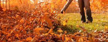 Looking For Fall Clean Up Companies Near You Plowz And Mowz